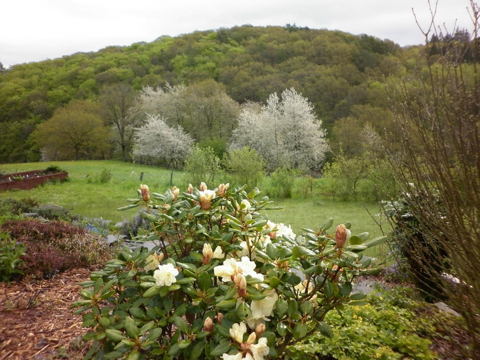 Land Des Friedens In Nettersheim / Eifel Apartment Ngoại thất bức ảnh